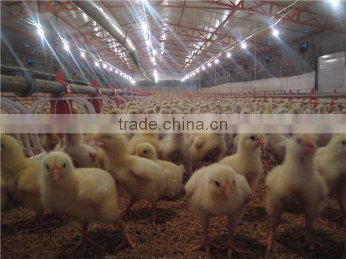 Automatic poultry broiler pan feeding system