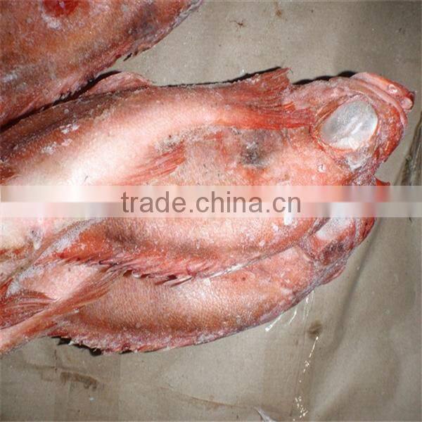 deep sea well taste or market fish and frozen seafood