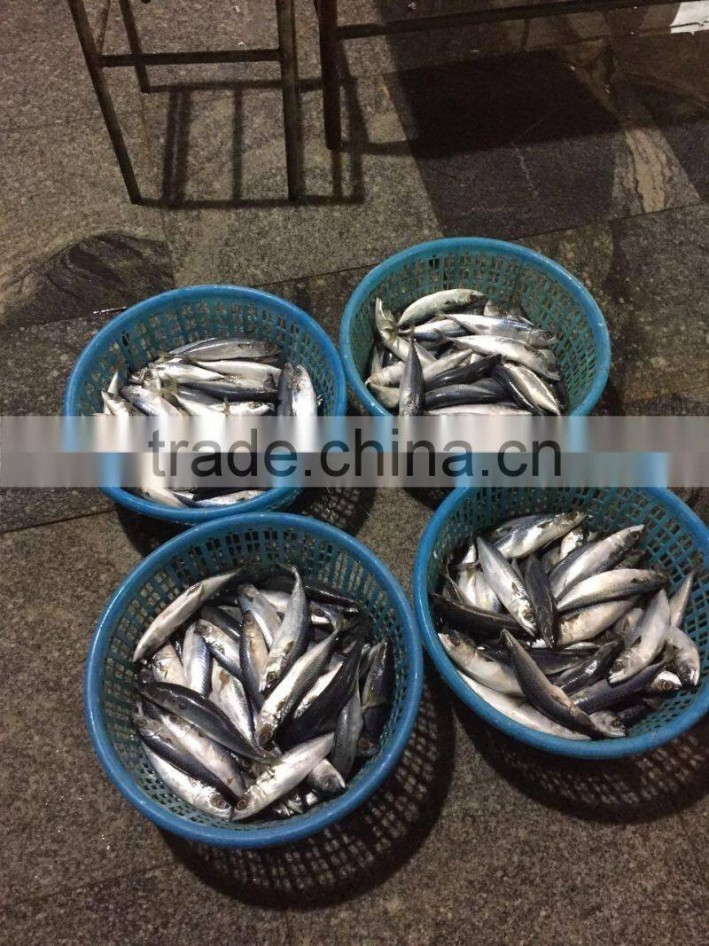80-150g frozen pacific mackerel for canning