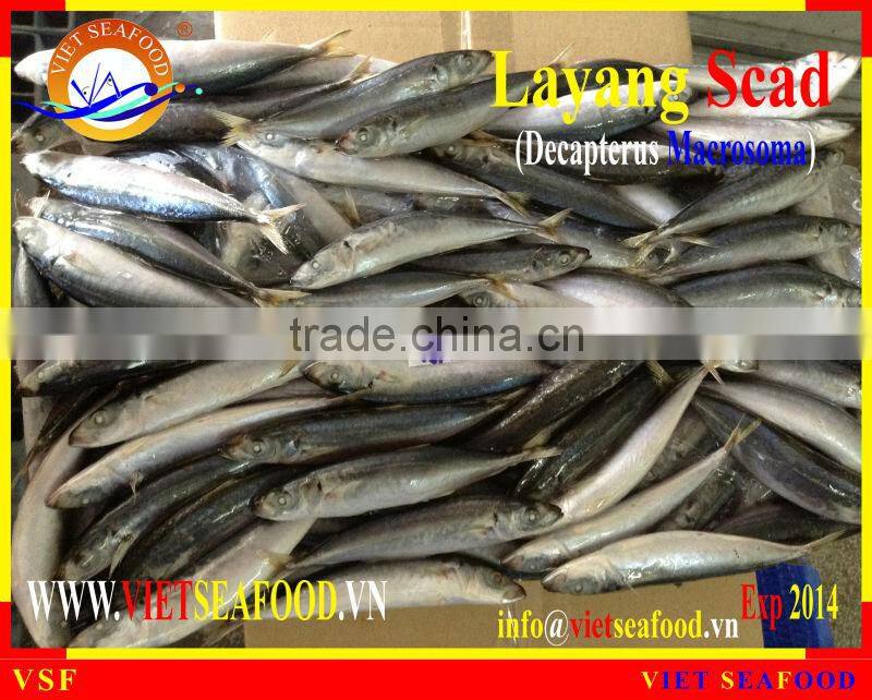 FROZEN LAYANG SCAD WHOLE ROUND