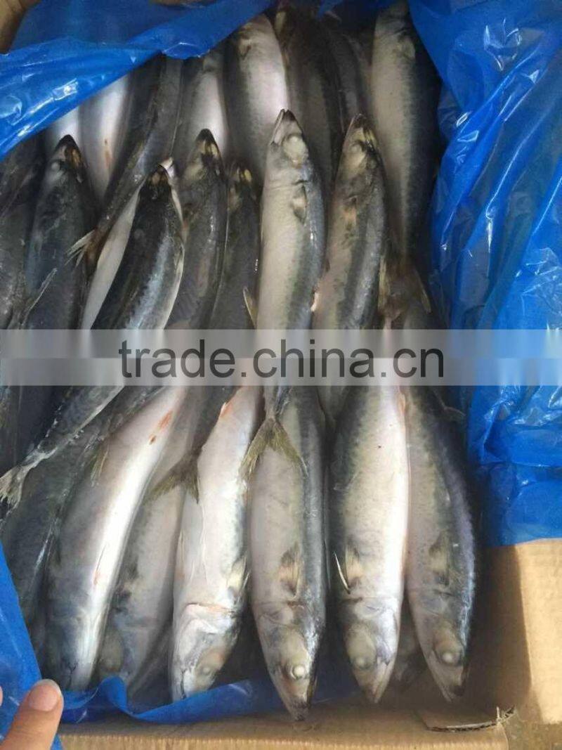 landfrozen mackerel 200-300g