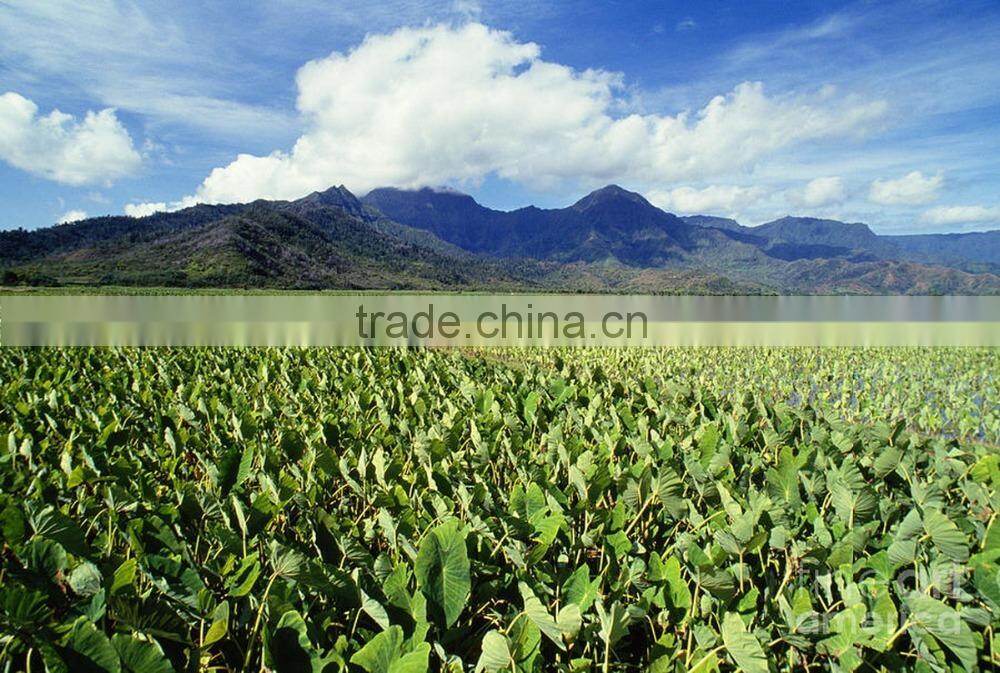 Frozen Taro Root Sliced from Vietnam