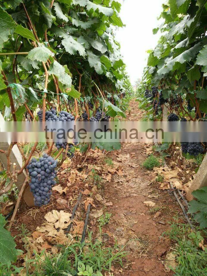 Chinese Fresh Black Globe Grape