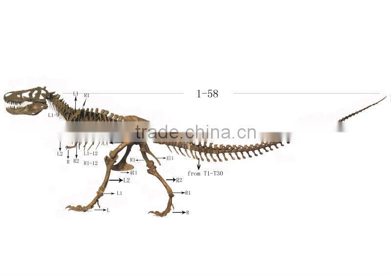 2013 Newest Best Quality Dinosaur Skeleton Model