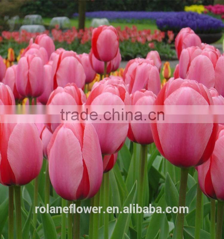 names of flowers large head bright pink tulip used for decoration