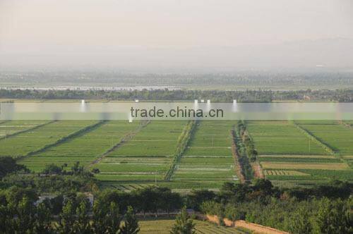 A grade Goji in dried fruit