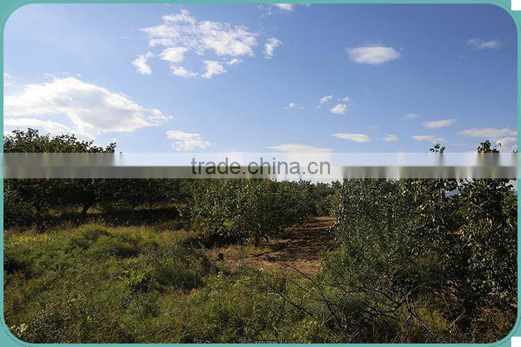 Debittered and sweet apricot kernel powder, bulk supply apricot kernel flour