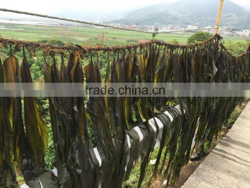 Supply Dried Brown Seaweed Sea Alga Kelp Sheet for Facial and Body Treatment
