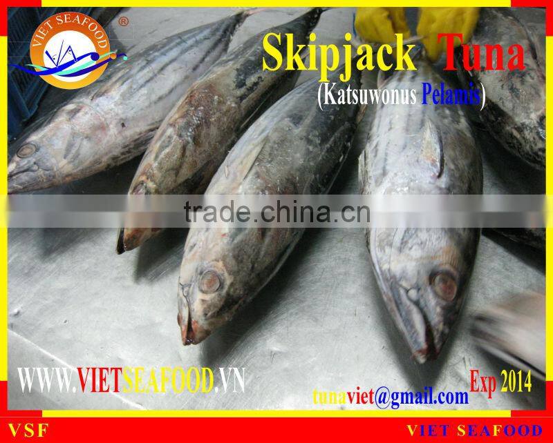 FROZEN SKIPJACK TUNA W/R