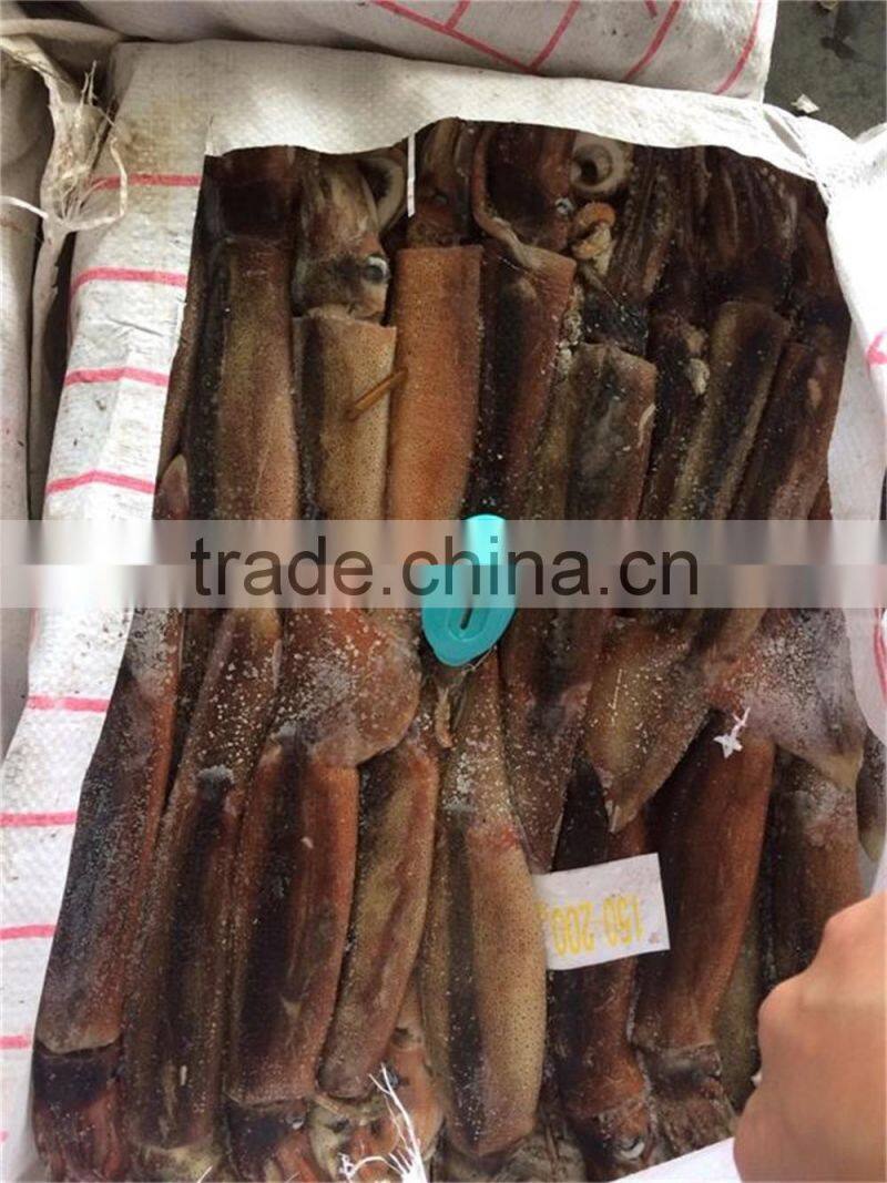 Frozen illex squid