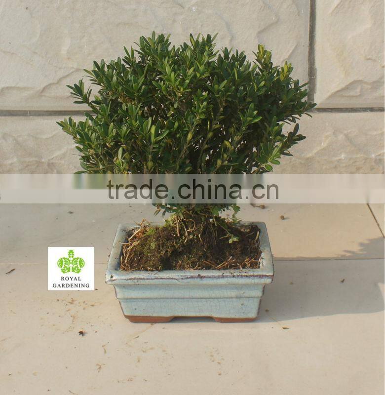 Buxus sinica samll bosnai ball shape nursery