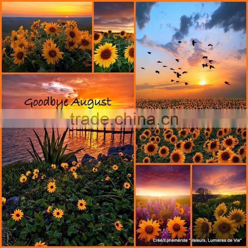 Like as Father's flower, Refined sunflower specification wholesale