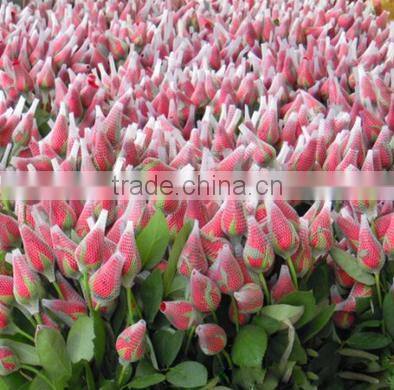 Rose Flower Protective bud Netting