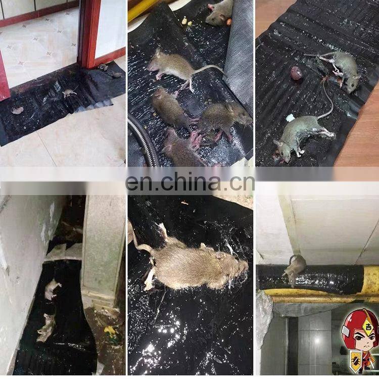 Hight quality sticky mouse rat trap wholesale paper board mouse glue trap