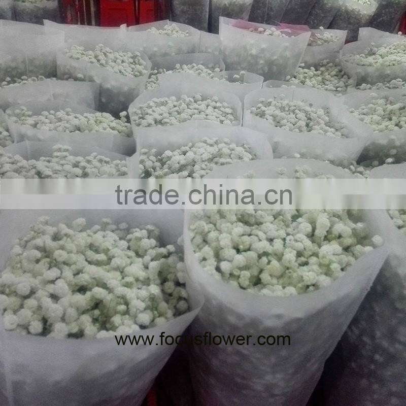 Ornamental Plants Real Touch Flower Onlin Wholesale Shop Baby's Breath