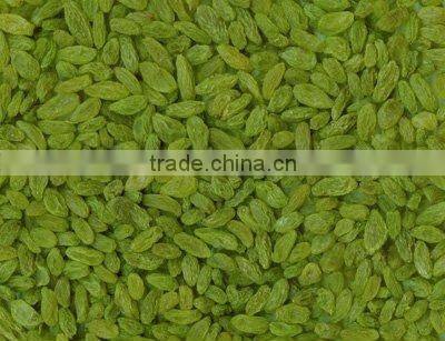 sun drie fresh sweet green raisin with good price