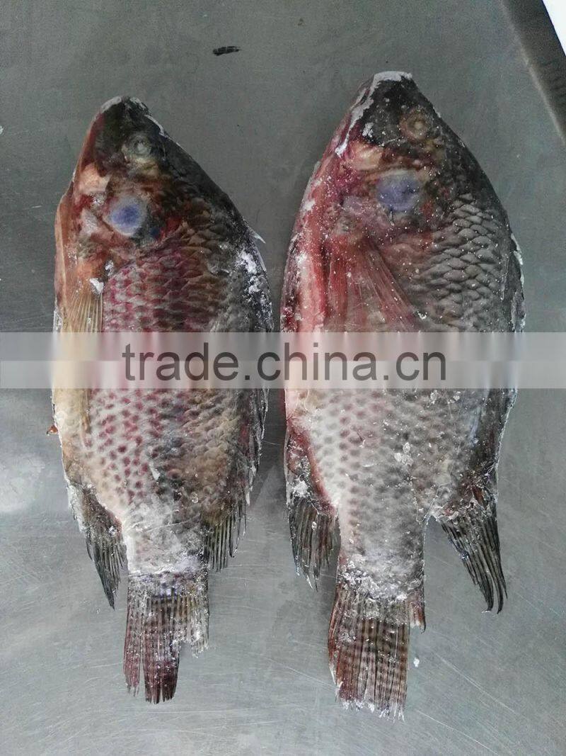 Freezer Gutted and Scaled tilapia 300/500g