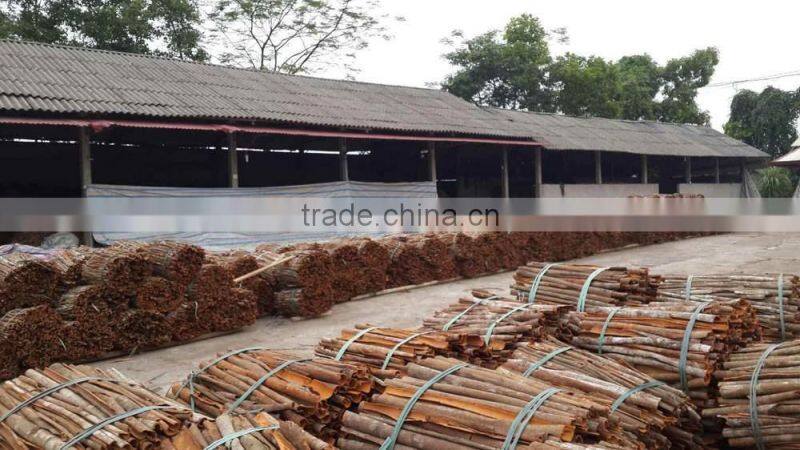 BROKEN CASSIA - CINNAMON (Skype: vuongngoc0901)