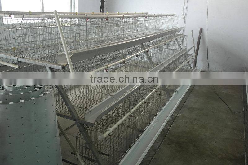 20000 Layer Farm Equipment large scale automatic project