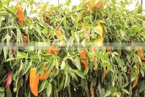 China top quality caprolactam granular ammonium sulphate