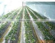 transparent agricultural PE/LDPE/LLDPE film