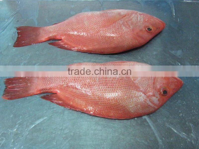 Frozen red snapper from Zhejiang of China