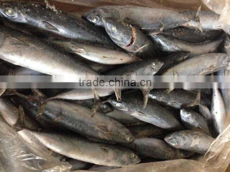 200-300G Frozen Bonito Tuna