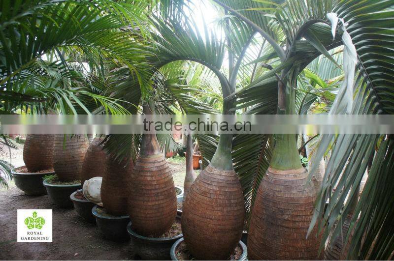 Hyophorbe lagenicaulis ( bottle palm) for landscaping