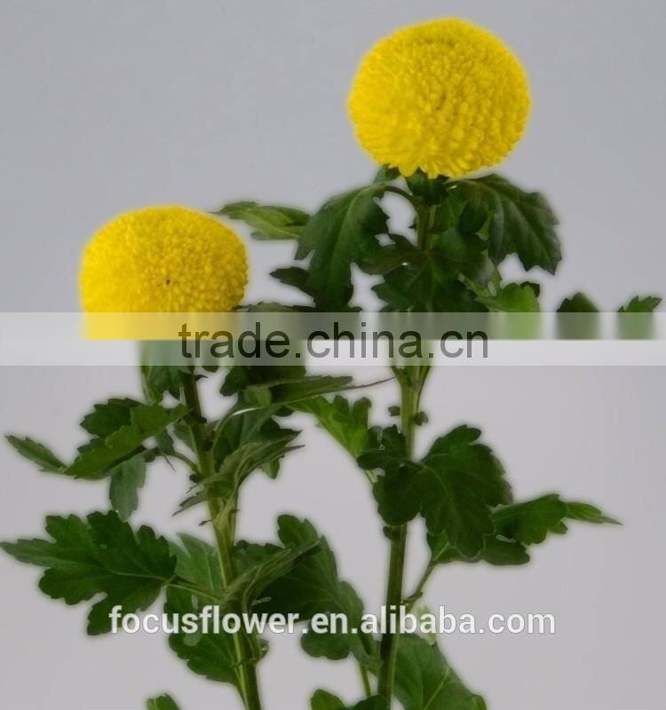 Tropical Chrysanthemum Pompon Mum Yellow Flower For The Elders