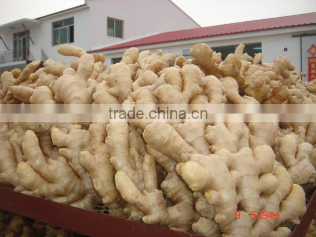 150g and up fresh ginger