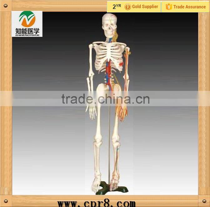 Medical Human Skeleton Heart Vessel Teaching Model