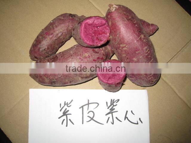 Delicious fresh sweet potato on sale