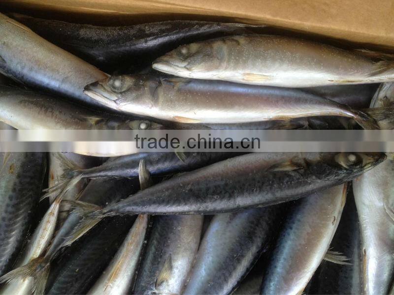 New caught whole round frozen mackerel 8-10pcs/kg