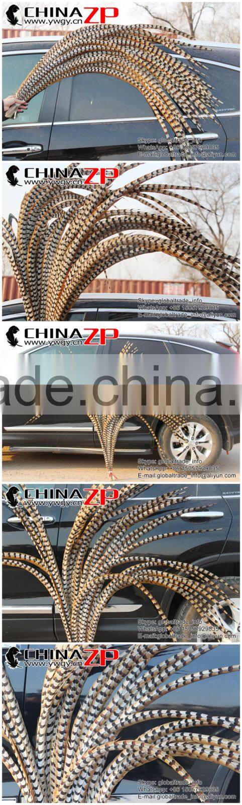 No.1 Supplier ZPDECOR Best Selling Cheap Large Natural 140-150cm Length Super Large Reeves Venery Pheasant Tail Feathers