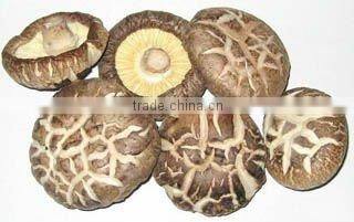 30% polysaccharides UV-VIS Shiitakei Mushroom powder