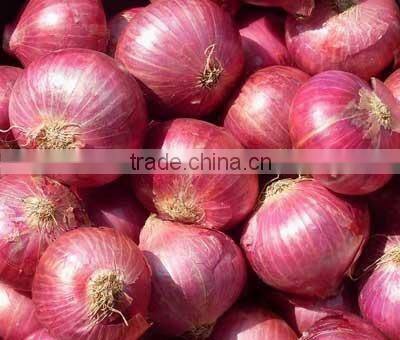 Red Onion Indian Supplier