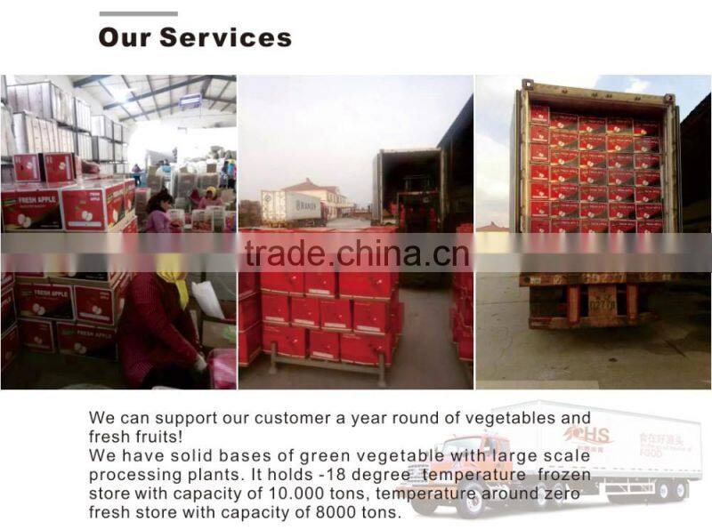 Fresh fuji apple fruit exporter from China