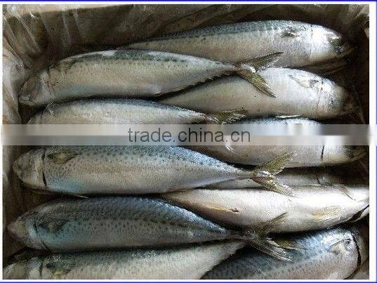 good quality best price pacific mackerel on sale promotion