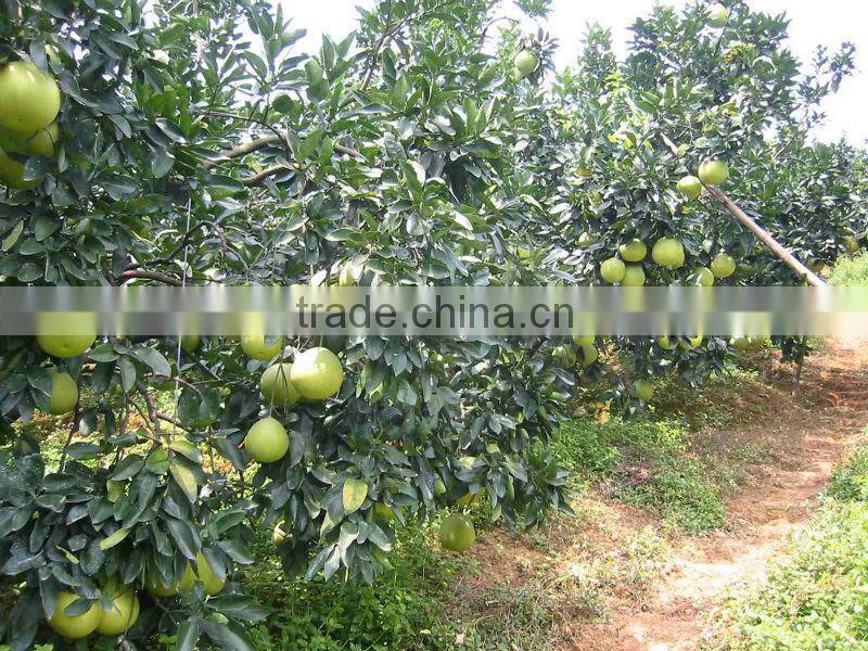 Chinese fresh pink pomelo for sale