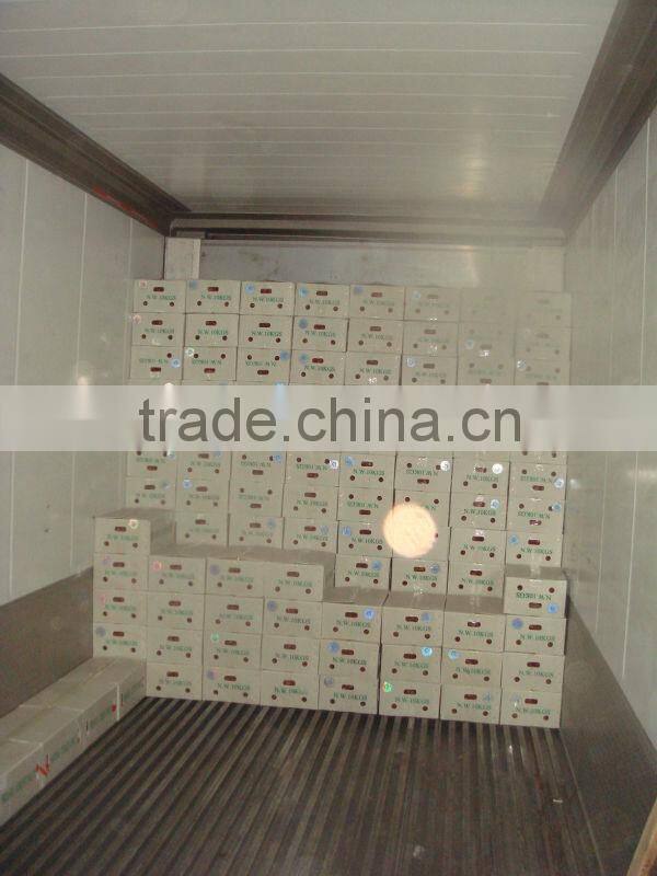 chestnut Dandong China 2014