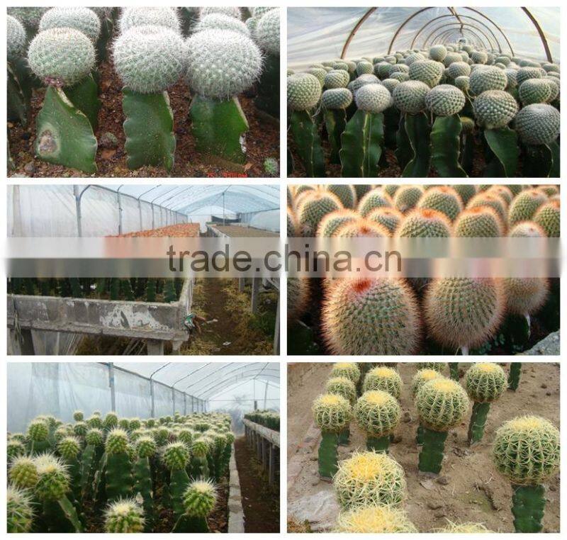 mini small big size multi color outdoor indoor cactus bonsai