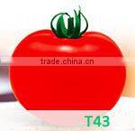 CU02 Jinyan no.4 high yield long cucumber seeds high yield vegetable seeds