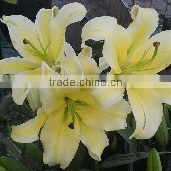 wholesale fresh lily flower buy from Kunming flower planting base