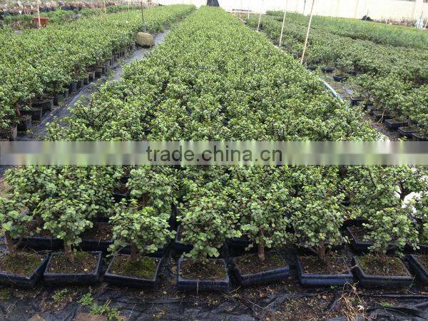 Bonsai tree Jade plant Portulacaria afra