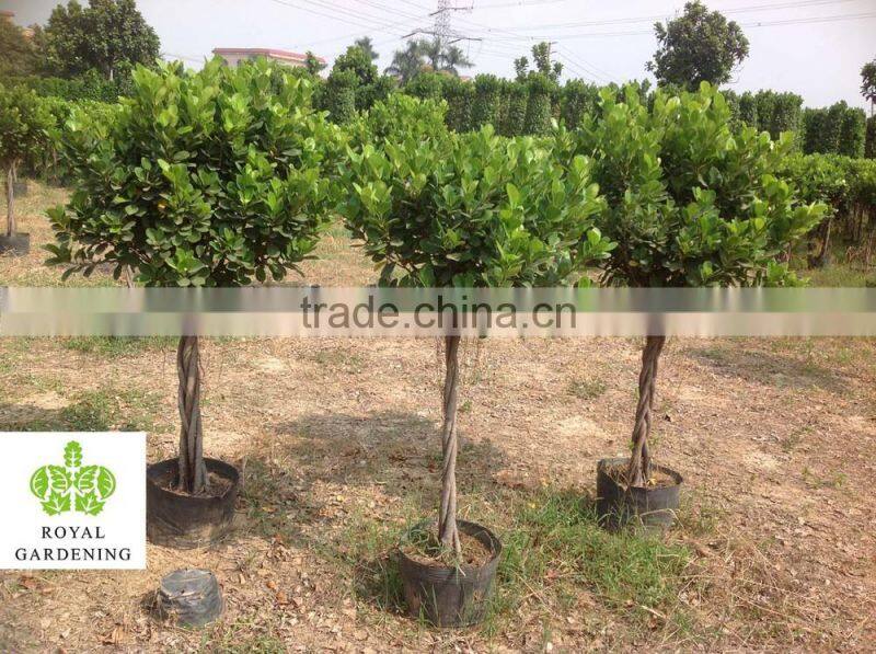 Ficus panda braided ( twisted ) nursery high 1.1m