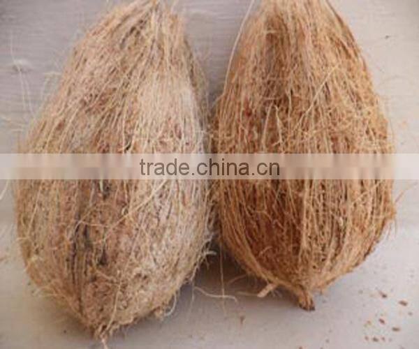 Indian fresh semi husk coconuts