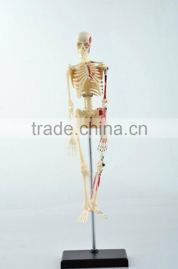 V-HM01 4D MASTER Artificial Human bone structure model