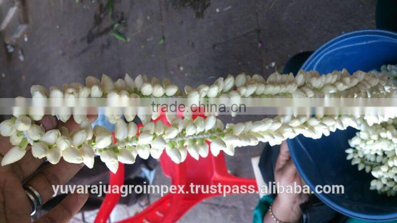 Jasmine Flower Strings