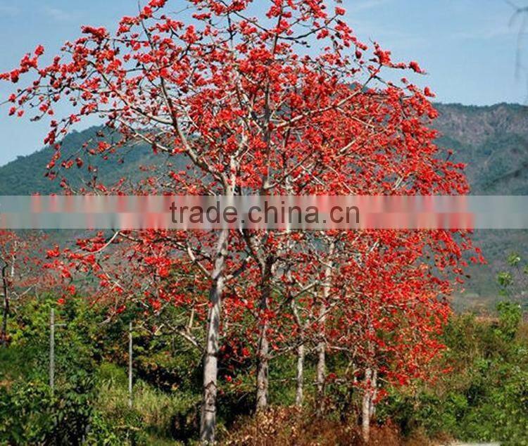 Outdoor plant bombax seedling