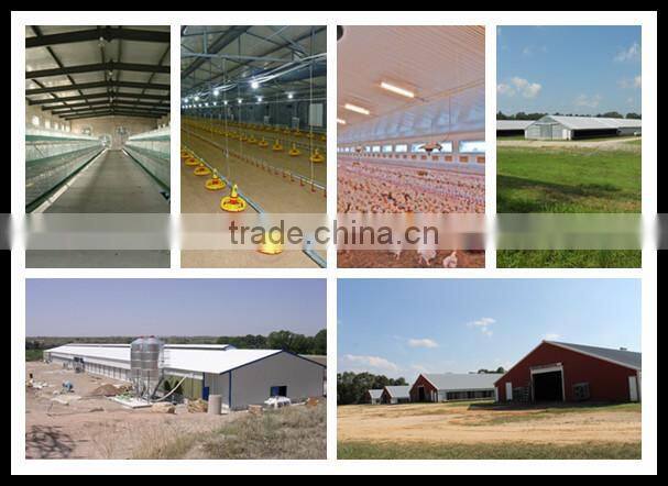 BT factory chicken farming for broiler chicken